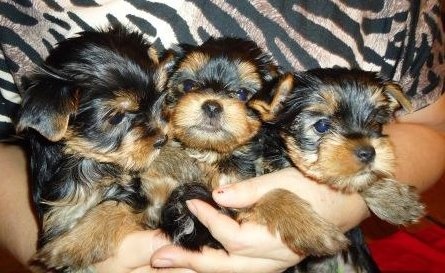 chiot Yorkshire Terrier Orchidee De Chrystal